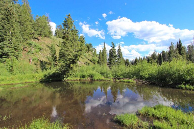 Escape to the Enchanting Blacktail Creek Campground: Your Colorado Adventure Awaits!